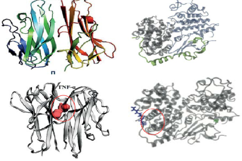 Active site of target; A. TNF22 and B. p2125