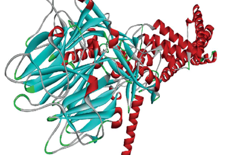 The three-dimensional shape of gyrA by SWISS-MODEL prediction. Visualization by Discovery Studio Visualizer.