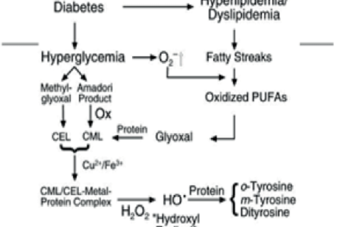 The Relationship Between DM and Hyperlipidemia in Free Radical Production (*OH).11