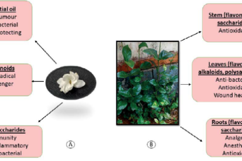 A. Flower of J.sambac. B. J.sambac plant. The main active components of the flower, stem, leaves and roots, along with their reported therapeutic effects.6