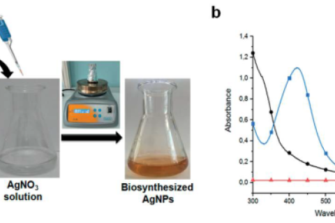 (a) Color change image and (b) UV-visible absorption spectra of M. vulgare extract, AgNO3, and AgNPs.