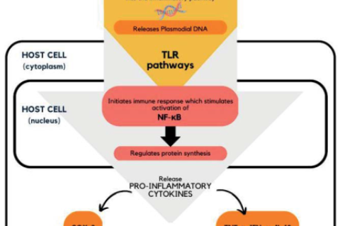 Cellular-level mechanisms of action of malaria infection on host cells.