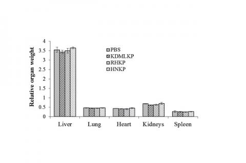 Relative organ weight in rats treated with PBS, KDMLKP, RHKP, and HNKP after the sub-chronic toxicity experiment (mean±SEM)