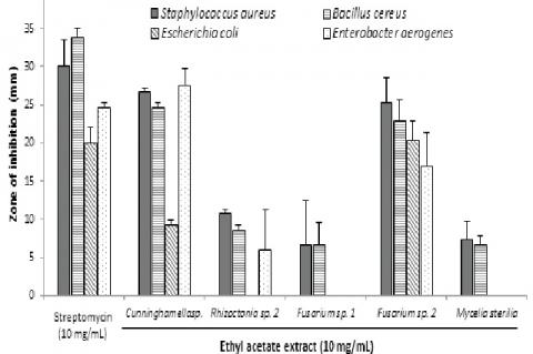 Antibacterial activity of the ethyl acetate extracts of Cunningamella sp., Rhizoctonia sp., Fusarium sp. 1, Fusarium sp. 2 and Mycelia sterilia using the Kirby-Bauer disk diffusion assay. The size of the disks is 5 mm. Data are shown as mean ± S.D. (n = 3).