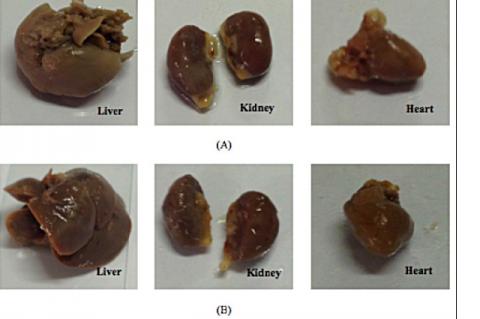 : Apparence of vital a Oran of male mice, (A) control, (B) group 3 (WTE 5000 mg/kg BW).