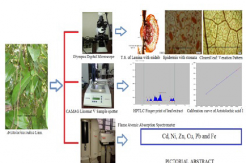 About Journal | Pharmacognosy Journal pharmacogn j