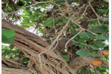 Photograph of tree of Cordia obliqua in gardens of King Faisal University.