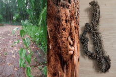 Image of Dioscorea transversa leaf and tuber