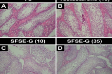 Photomicrographs of sections of representative testes of male rats showing the effects of subacute administration
