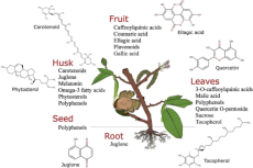 Compuestos Bioactivos de Juglans regia L.