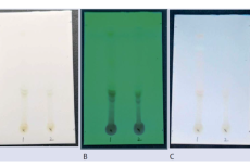 TLC images of the ethanolic (1) and aqueous (2) extracts of Cordia sinensis stems, visualized under (A) visible light, (B) short-wave UV light (254 nm), and (C) long-wave UV light (366 nm) before spraying with 1% ethanolic AlCl₃ solution.